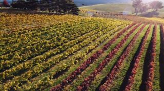 Such a wonderful time of the year 🍂 Join us over the autumn weekends from 10AM to 5PM at the Cellar Door for  glorious scenery and award winning wines.