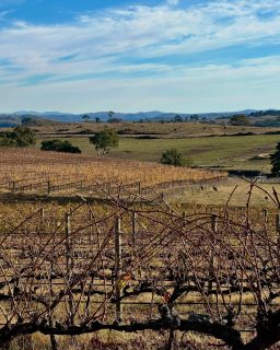 🍂 **Vineyard Update at Pankhurst Wines** 🍷 

The last leaves are falling and the vineyard is settling into its winter slumber. With the changing season, we’re gearing up for pruning, setting the foundation for another year of exceptional wines. 

In the meantime, our woolly friends have been hard at work! 🐑 The sheep have been grazing through the vines, naturally managing weeds and enriching the soil. And now, the most exciting part, they’re starting to lamb!

Come and experience the magic firsthand at our Cellar Door open weekends 10AM to 5PM. Whether you’re savoring the wines or admiring the vineyard’s winter charm, there’s always something special to enjoy. 🍷✨