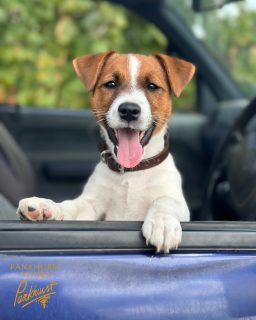 Jed is settling into farm and Cellar Door life beautifully, soaking up the fresh country air, greeting visitors, and making sure no wine tasting goes unaccompanied. Swing by the Cellar Door on weekends from 10AM - 5PM to say hello and sip on our latest vintages. 

Because wine is always better with a wagging tail! 🍷🐕 #jedonthejob #pankhurstwines #cellardoordogs #winedogsaustralia #winedogs