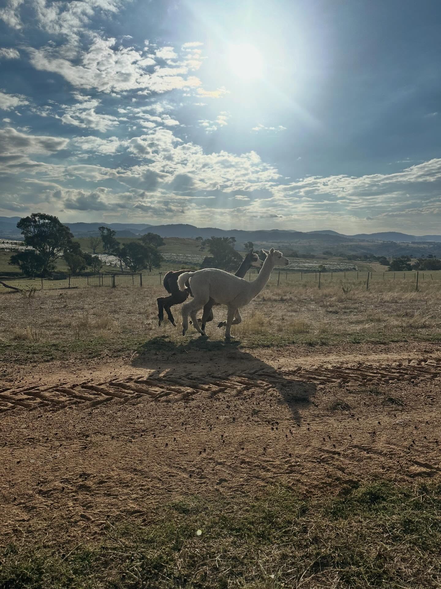 The newest members of the Pankhurst Wines family 🦙
 
Alpacas are incredible protectors for the sheep 🐑, naturally keeping foxes and other predators at bay, which means our ewes can settle in safely as lambing season approaches.

Last week we were protecting the grapes from the birds and this week, protecting our sheep. It’s all part of caring for our land and animals the best way we know how 🤍

Next time you visit Pankhurst Wines, keep an eye out — you might just spot our newest farm hands.