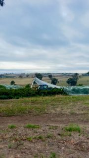First pick for vintage 2026, Pinot Noir 🍇

This season marks 40 YEARS since we planted the vineyard and 37th vintage. Needless to say we’re excited for the 2026 wines.