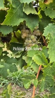 Yesterdays pick of 2026 Arneis in cooler conditions. We’re well into harvest now 💪🍇

📍 Catch us at cellar door to learn more about harvest. Open 10AM to 5PM weekends and public holidays.