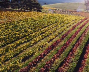 Vineyard Vineyard